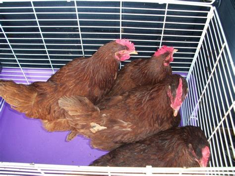 Fall PULLET chickens - Americana, Black Australorp, Black Copper Maran. . Craigslist chickens